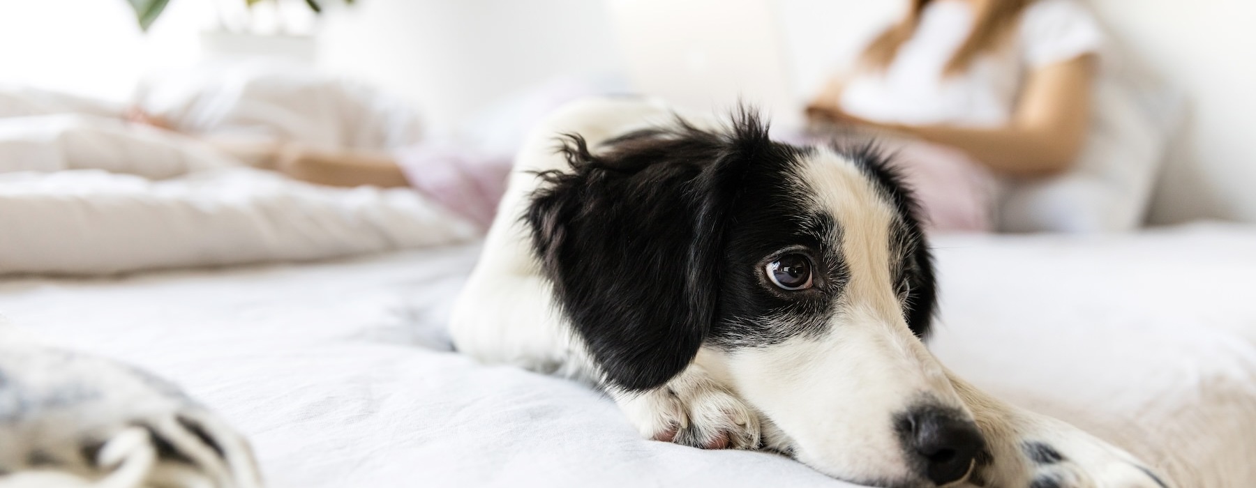 a dog lying on a bed